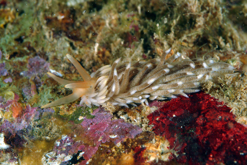 Aeolidiella alderi